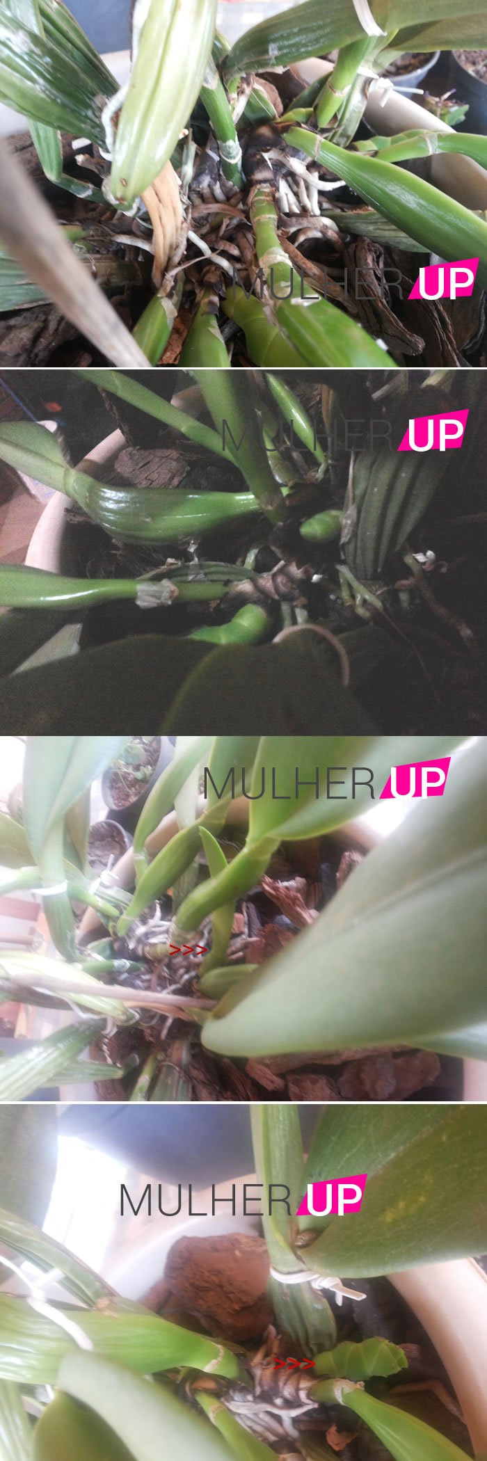 Aprenda como cultivar orquídeas Cattleyas-pseudos-bulbos